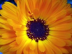 amazing yellow garden flower
