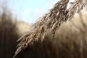 reed in wetland