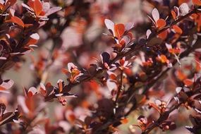 berberis vulgaris branches