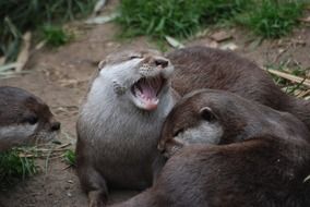 otter close up