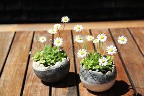 picture of the potted daisy flowers