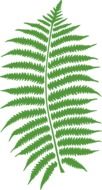 bracken fern drawing