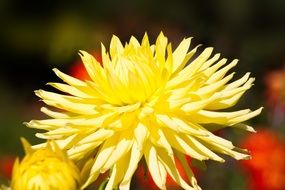 Yellow dahlia in the sunlight