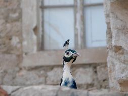 picture of the peacock bird