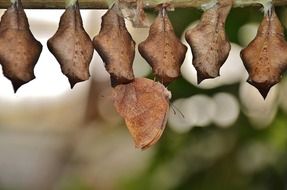 Brown butterfly among cocoons