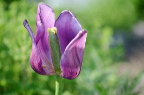 purple tulip in the garden
