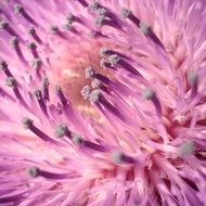 Macro picture of purple thistle flower