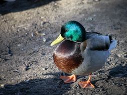 colorful drake on the ground