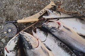 the fisherman caught five fish in Alaska