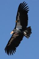 black california condor in the sky