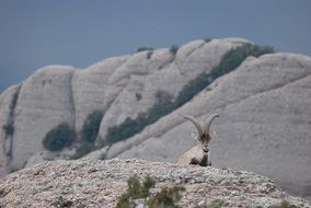 Ibex near the mountains in the Spain