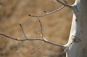 bared birch branch early spring mood