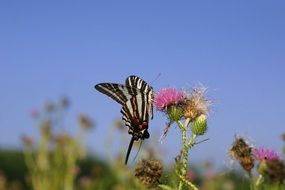 butterfly zebra on a flower close up