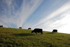 cattle pasture and cloudy sky