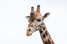 The head of a giraffe against the sky