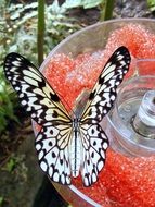 topical butterfly feeding in the greenhouse