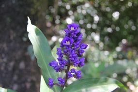 tropical purple hawaiian flower