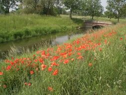 meadow of red poppies near the pond