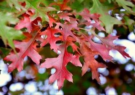 delightful autumn red foliage