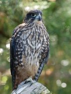 portrait of a falcon among nature