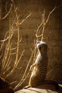wild cute meerkat in africa