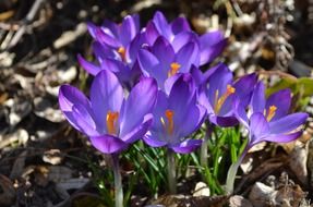 Blue crocuses among dry leaves