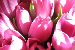 Bouquet of beutiful pink tulips with green leaves in the sunlight