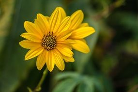 yellow daisy on green blurred background