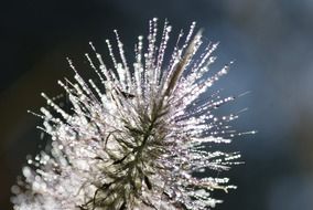 dew on flowering grass