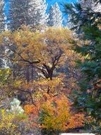delightful autumn landscape