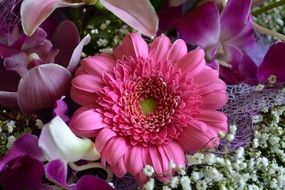 Beautiful blooming gerbera flowers