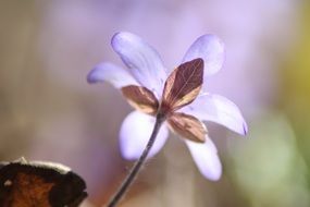 Hepatica - genus of herbaceous evergreen forest plants at blurred background