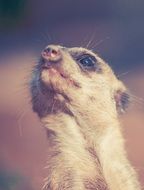 portrait of a meerkat