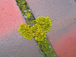 Intertwining lichens in nature