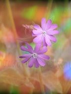 two pale purple flowers on a blurred background