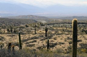 arid landscape in Arizona