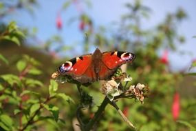 butterfly with colorful wings on a bush