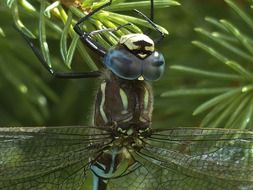 Dragonfly close-up