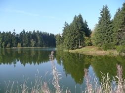 panorama of forest pond