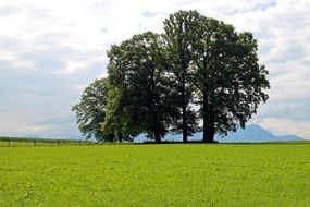 grove of trees among a green field on a sunny day