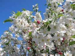 apple blossoms, white flowers at sky