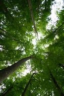 tops of the green trees in the forest