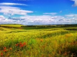 stunningly beautiful wildflowers