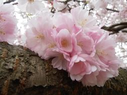 white pink cherry flowers in spring in the garden