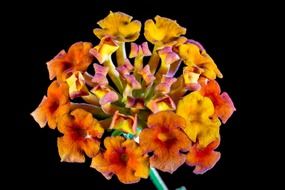 orange yellow lantana camara bloom