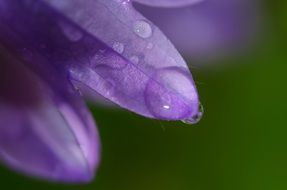 A drop of rain on the purple flower petals