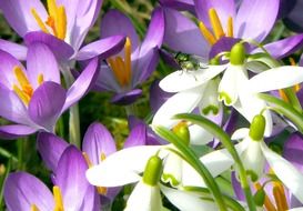 white and purple crocuses in the spring forest