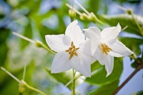 white flowers on a tree close up