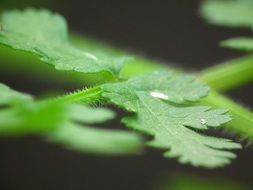 leaf green plant