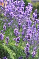 Purple flowers on the lawn